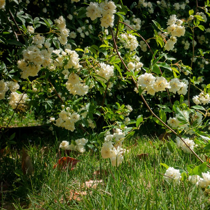 Rosier de Banks Lutea - Rosa banksiae (Plant habit)