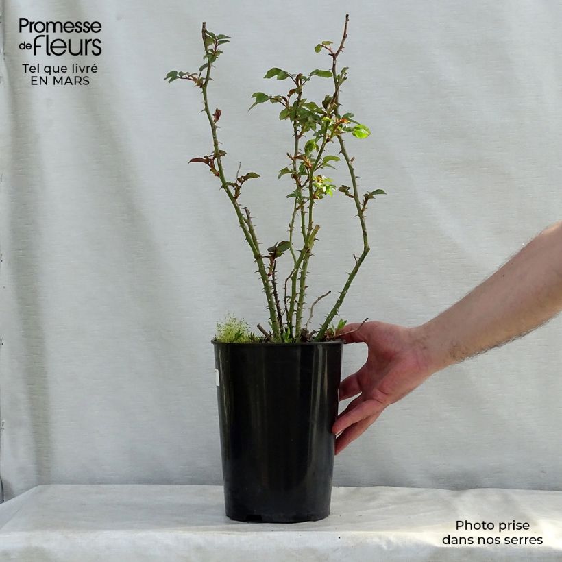 Example of Rosier à grandes fleurs Augusta Luise Pot de 4L/5L as you get in printemps