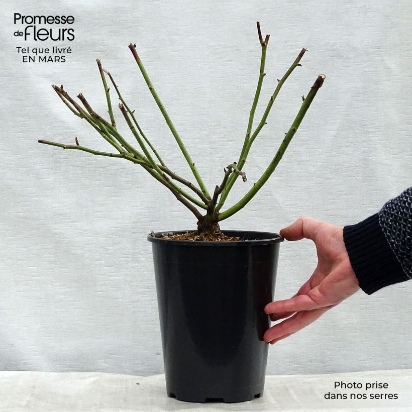 Example of Rosier grimpant Aimée Vibert Pot de 4L/5L as you get in printemps