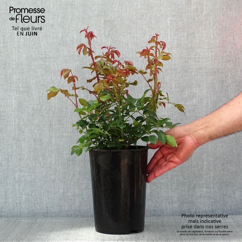 Example of Rosier grimpant Alaska  Pot de 4L/5L as you get in printemps