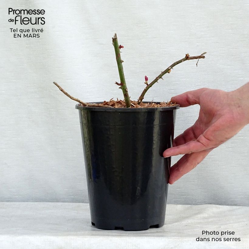 Example of Rosier grimpant Albertine Pot de 4L/5L as you get in printemps