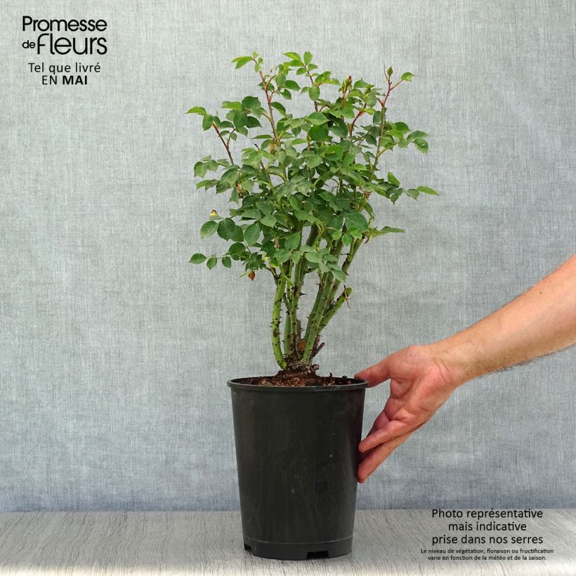 Example of Rosier grimpant Alibaba Pot de 4L/5L as you get in printemps