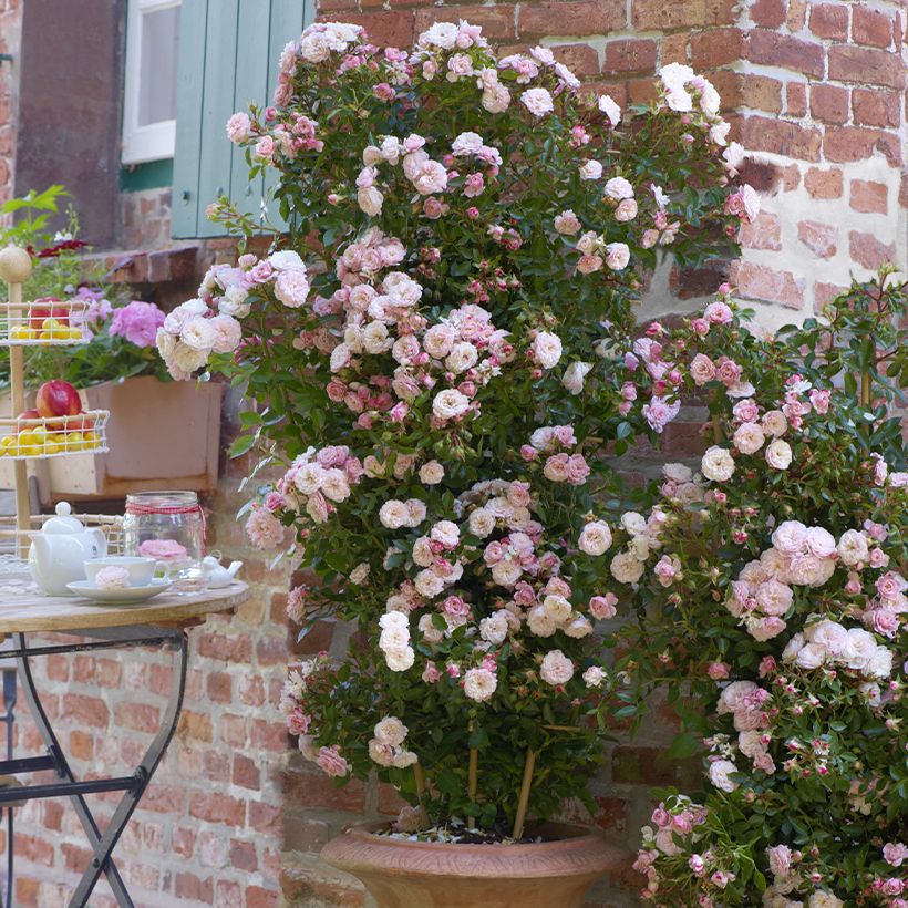 Rosier grimpant Starlet Rose Alina (Plant habit)