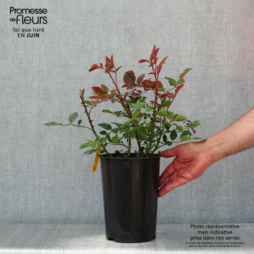 Example of Rosier grimpant Aloha ancien Pot de 4L/5L as you get in printemps