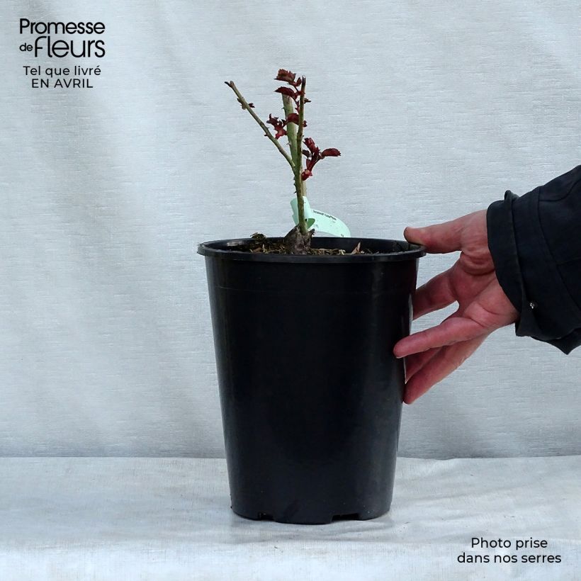 Example of Rosier grimpant Amadeus Pot de 4L/5L as you get in printemps