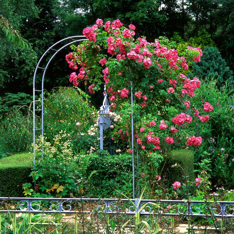 Rosier grimpant American Pillar (Plant habit)