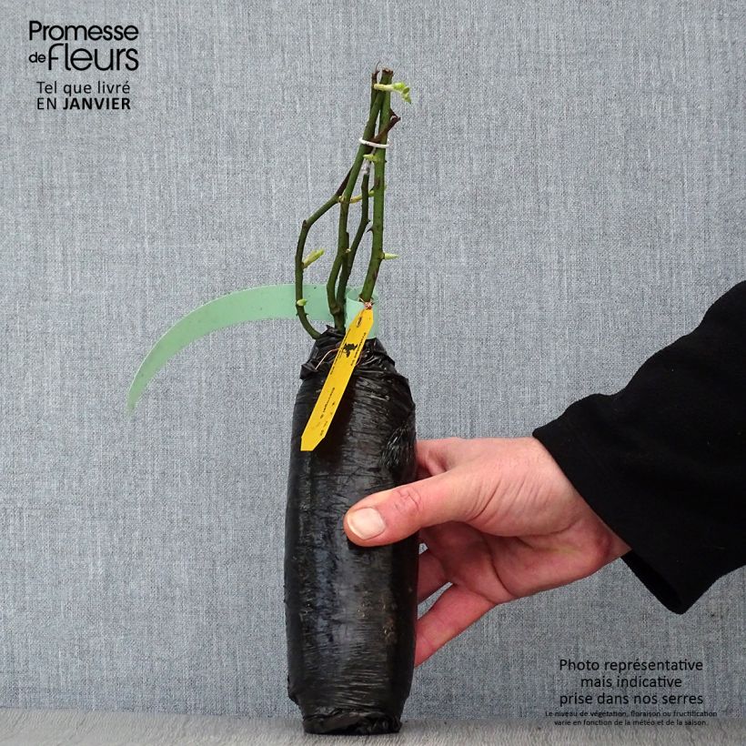 Example of Rosier grimpant American Pillar Racines nues en motte as you get in hiver