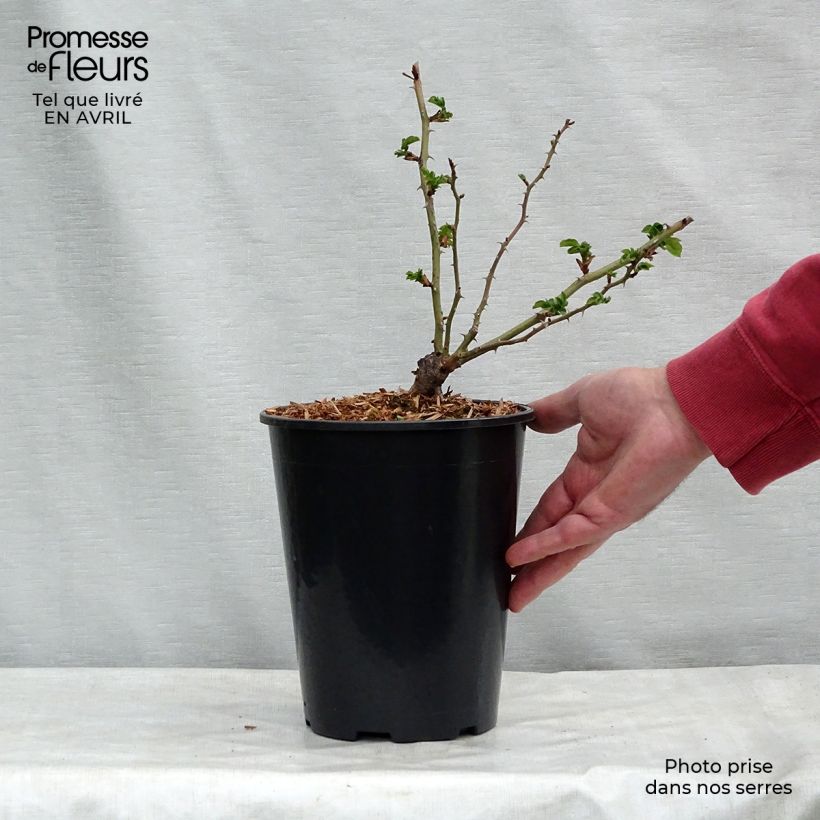 Example of Rosier grimpant American Pillar Pot de 4L/5L as you get in printemps