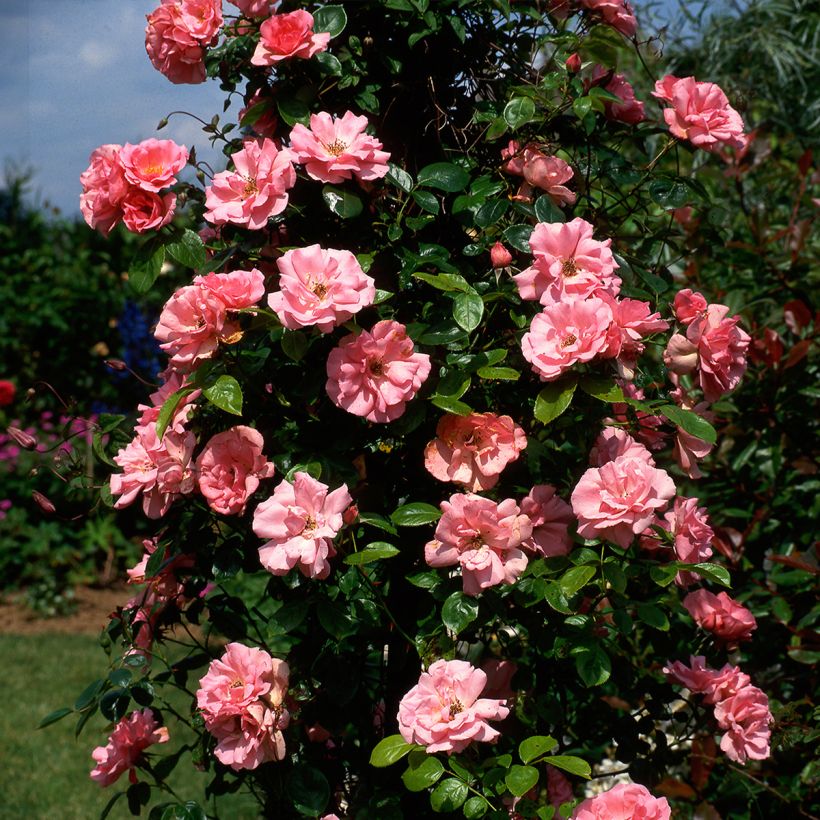 Rosier grimpant Bantry Bay (Plant habit)