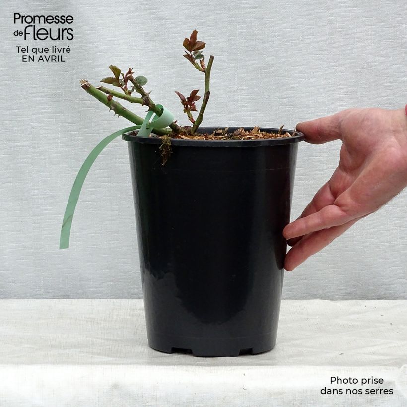 Example of Rosier grimpant Bantry Bay Pot de 4L/5L as you get in printemps