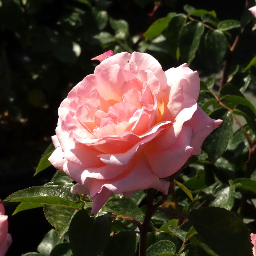 Rosier grimpant Belle de Londres (Compassion) (Floraison)