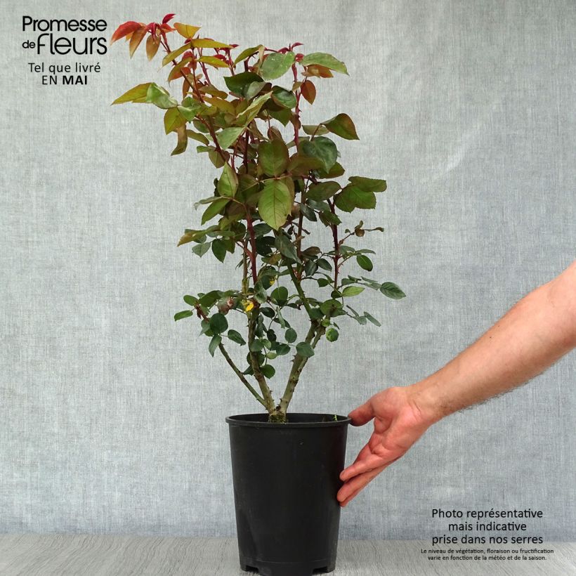 Example of Rosier grimpant Belle de Londres (Compassion) Pot de 4L/5L as you get in printemps