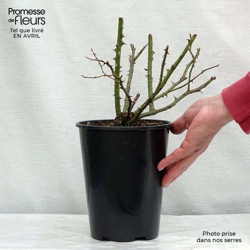 Example of Rosier grimpant Blossomtime Pot de 4L/5L as you get in printemps