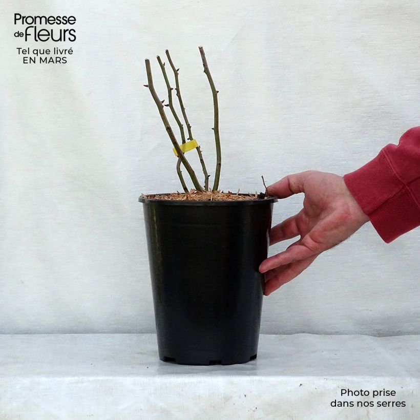 Example of Rosier grimpant Cécile Brunner Pot de 4L/5L as you get in printemps