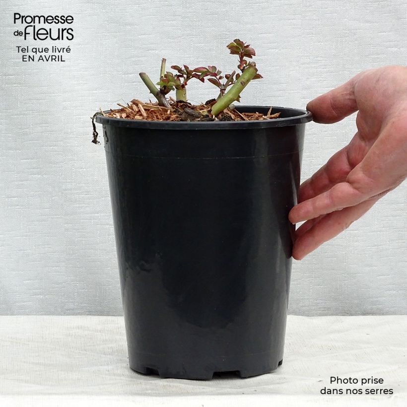 Spécimen de Rosier grimpant Clair Matin Pot de 4L/5L tel que livré au printemps