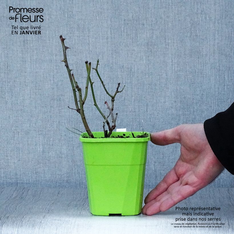 Example of Rosier grimpant Climbing Max Golden Gate Pot de 4L/5L as you get in hiver