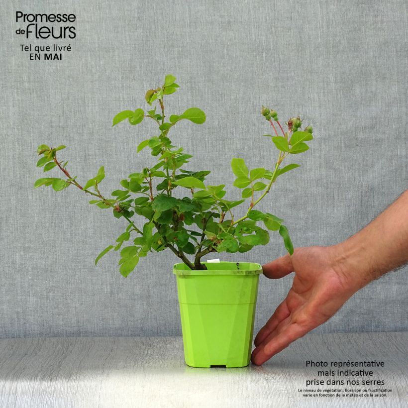 Example of Rosier grimpant Climbing Max Jasmina Pot de 3L/4L as you get in printemps