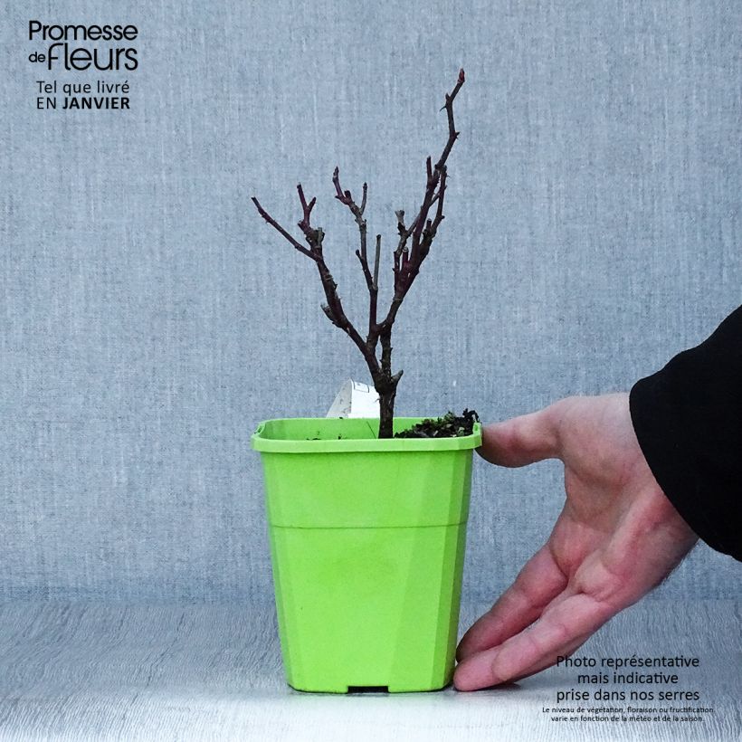 Example of Rosier grimpant Climbing Max Kiss me Kate Pot de 4L/5L as you get in hiver