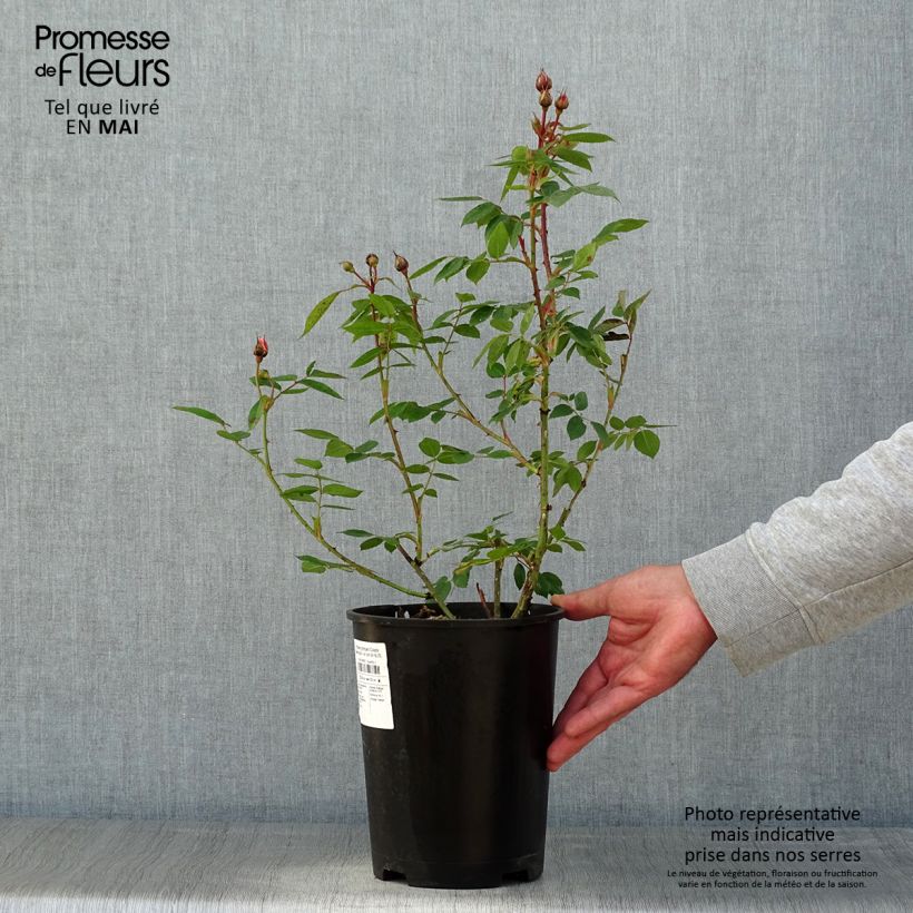 Example of Rosier grimpant Colette Pot de 4L/5L as you get in printemps