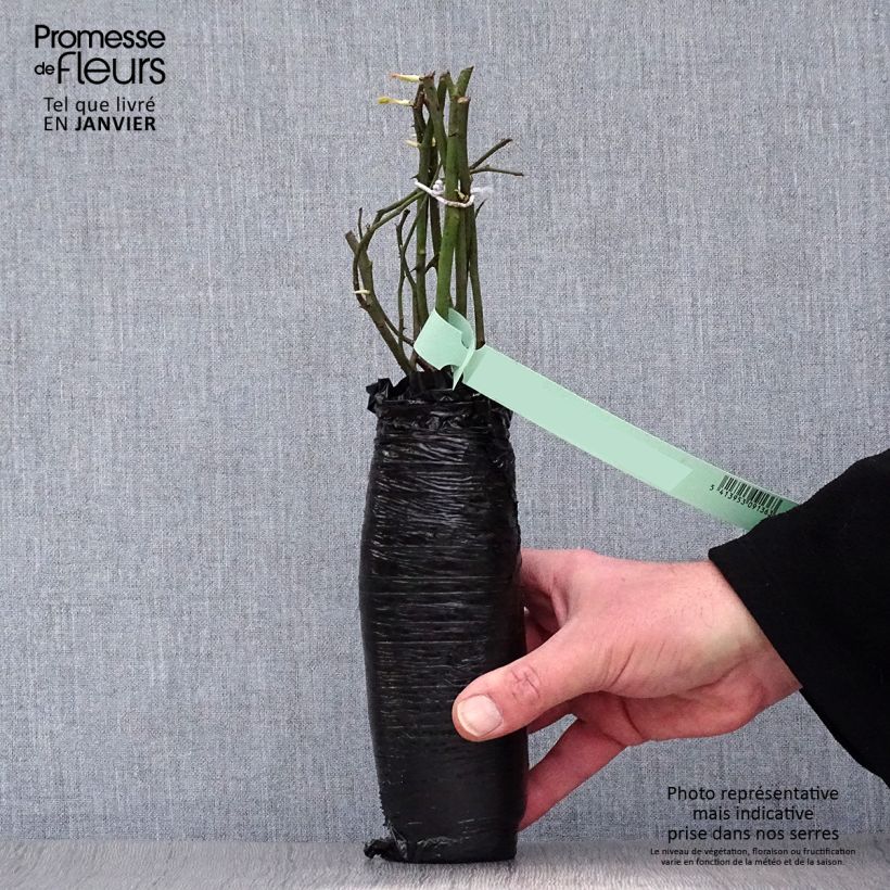 Spécimen de Rosier grimpant Dorothy Perkins Racines nues en motte tel que livré en hiver