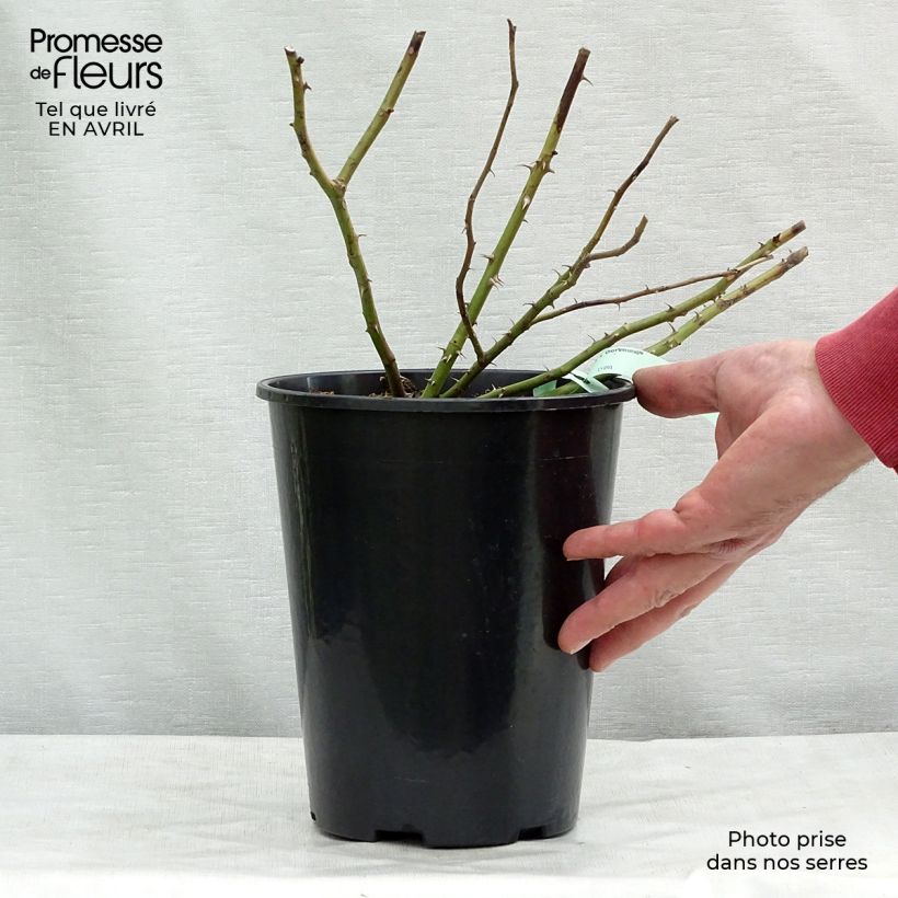 Example of Rosier grimpant Dortmund Pot de 4L/5L as you get in printemps