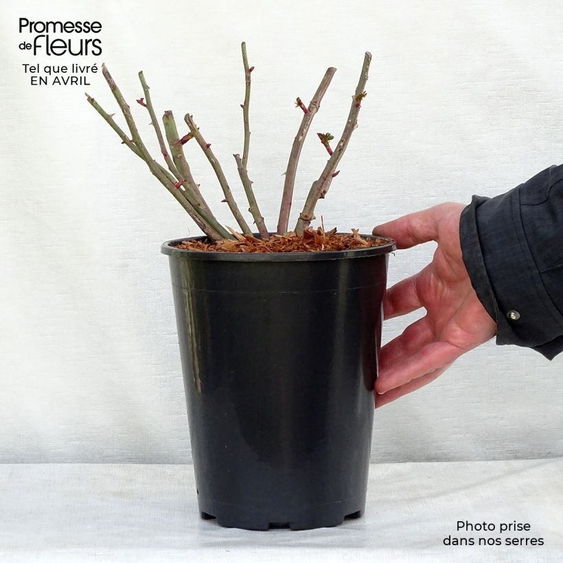 Example of Rosier grimpant Easy Fashion Pot de 4L/5L as you get in printemps