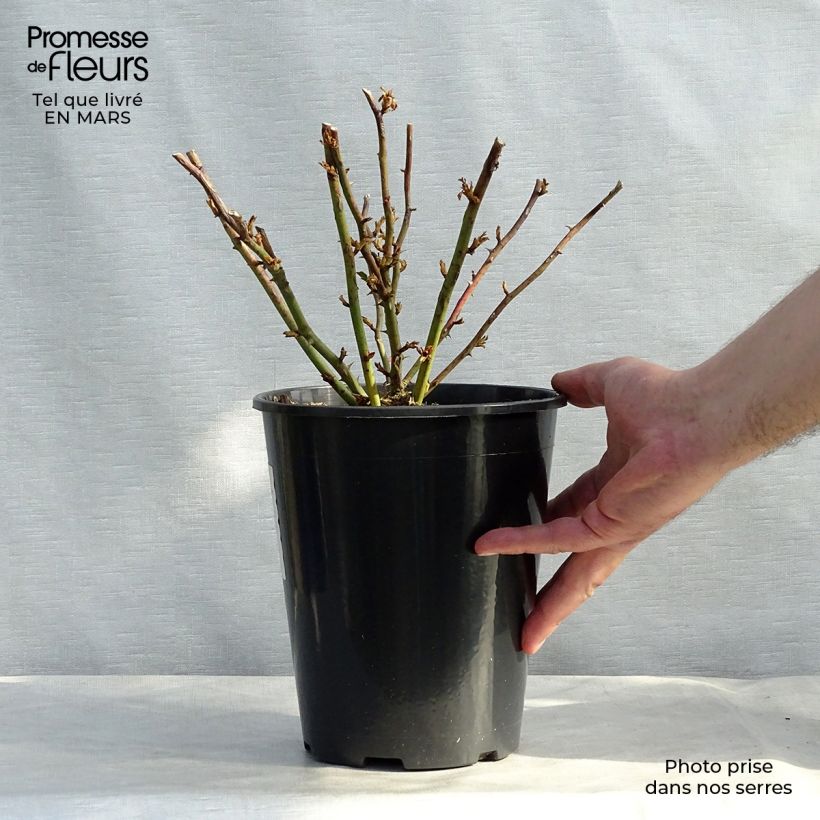 Example of Rosier grimpant Excelsa Pot de 4L/5L as you get in printemps