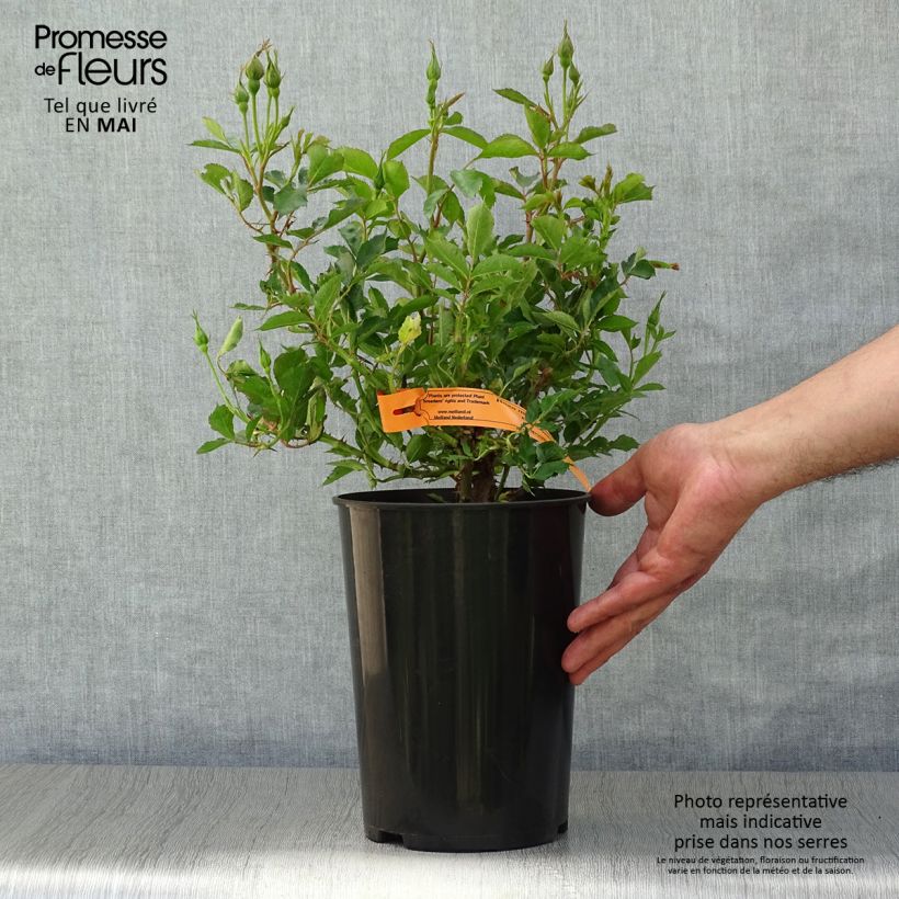 Example of Rosier grimpant Eyeconic Pot de 4L/5L as you get in printemps