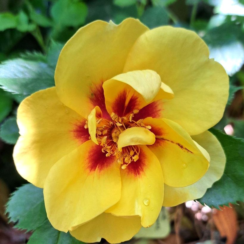 Rosier grimpant Eyeconic (Flowering)