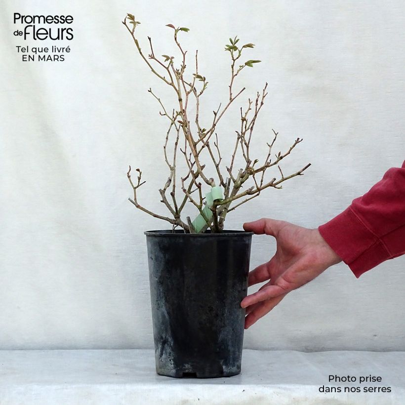 Example of Rosier grimpant Fée des neiges grimpant (Climbing Iceberg) Pot de 4L/5L as you get in printemps