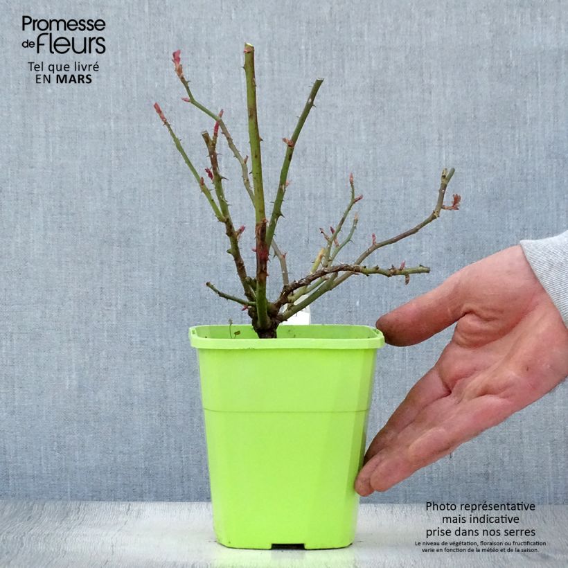 Example of Rosier grimpant Florentina Pot de 4L/5L as you get in printemps