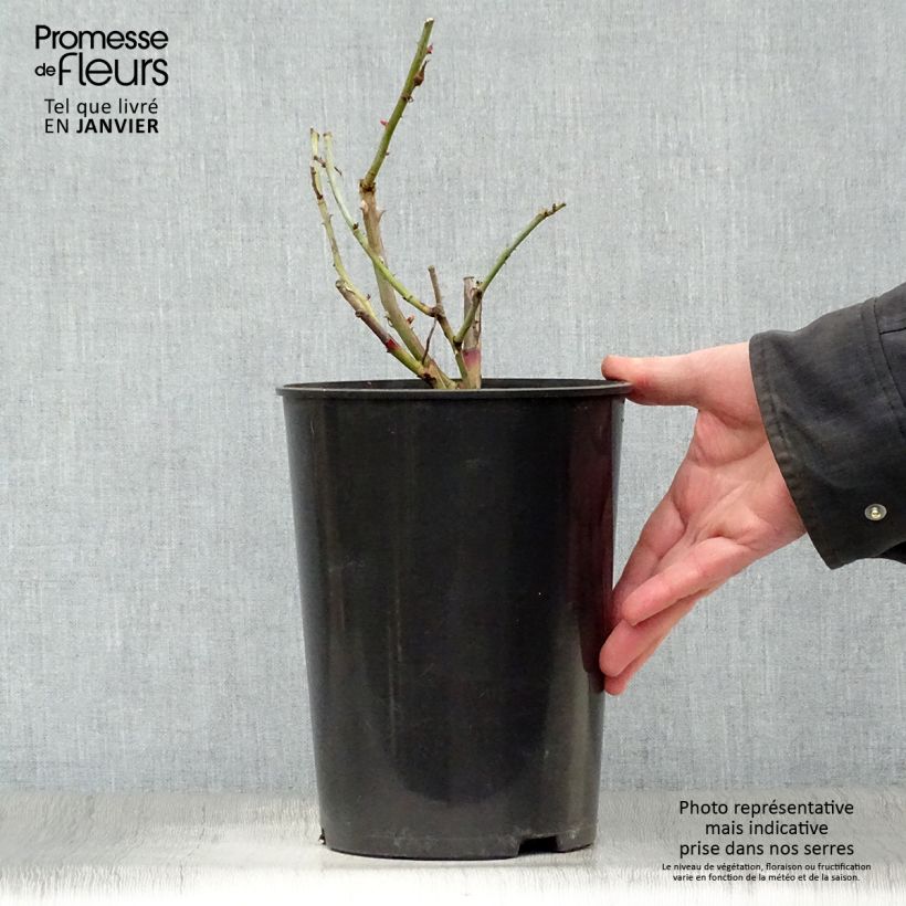 Example of Rosier grimpant Gloire de Dijon Pot de 4L/5L as you get in hiver