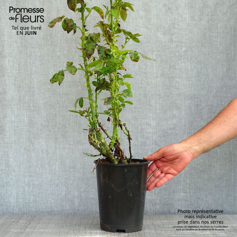 Example of Rosier grimpant Golden Boy Pot de 4L/5L as you get in printemps