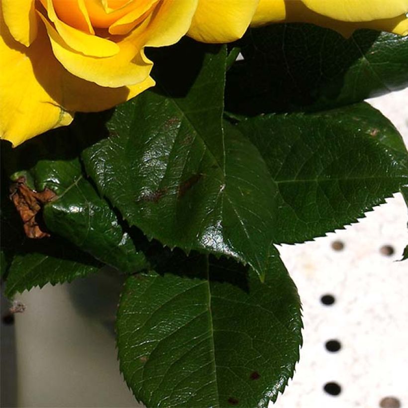 Rosier grimpant Golden Boy (Foliage)