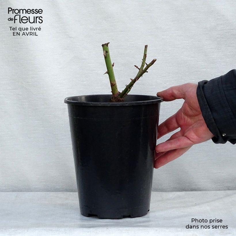 Example of Rosier grimpant Golden Gate Pot de 4L/5L as you get in printemps