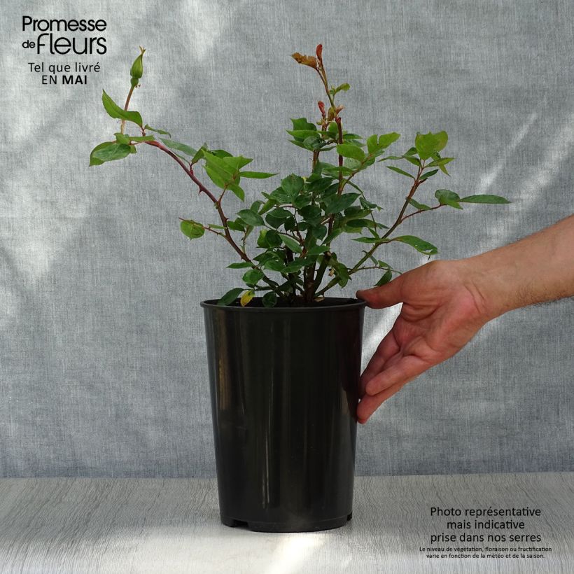 Example of Rosier grimpant Golden Showers Pot de 4L/5L as you get in printemps