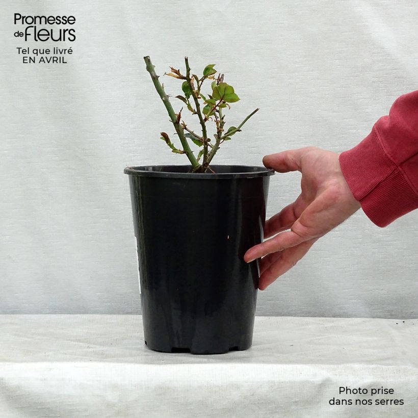 Example of Rosier grimpant Goldfassade Pot de 4L/5L as you get in printemps