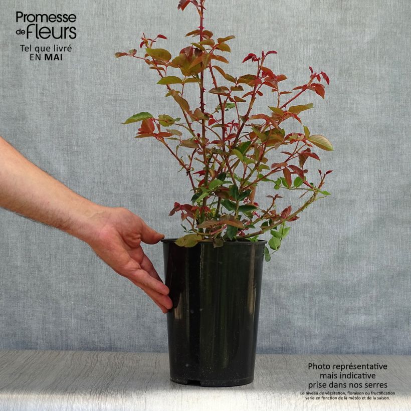 Example of Rosier grimpant Guinée Pot de 4L/5L as you get in printemps