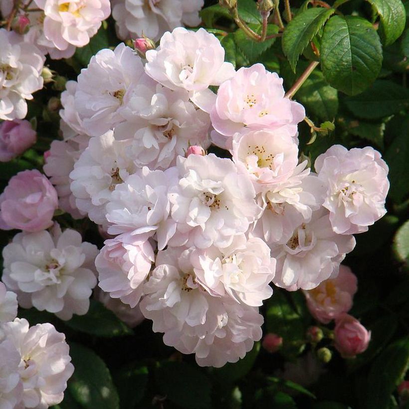 Rosier grimpant Guirlande Rose (Flowering)