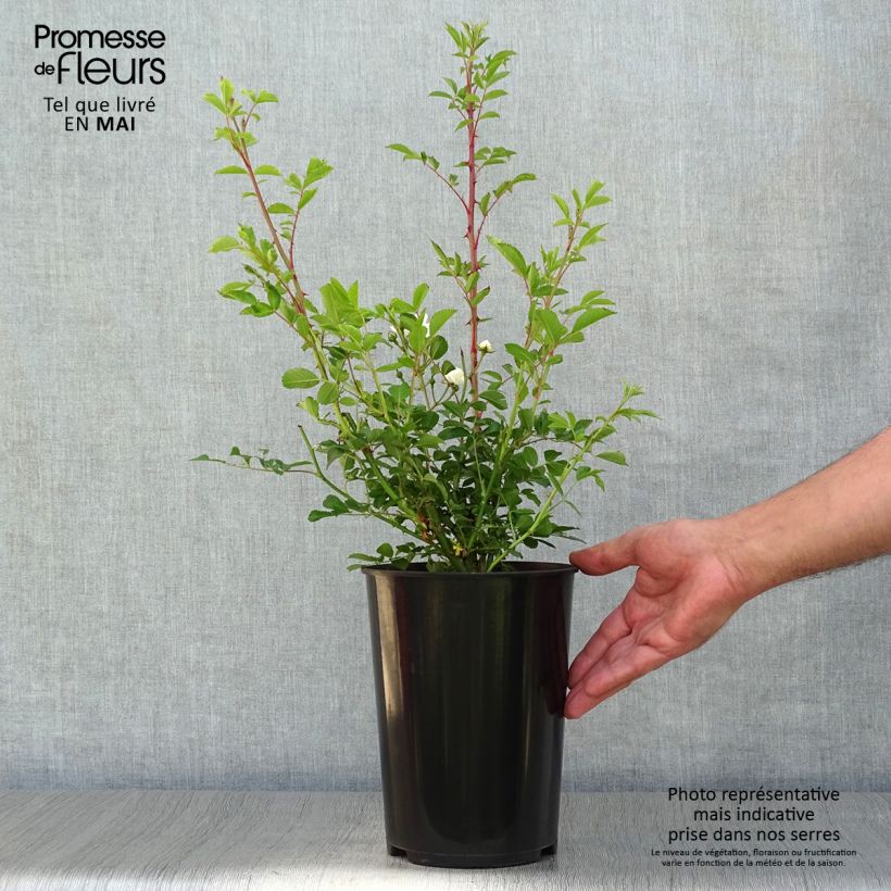 Example of Rosier grimpant Guirlande d'Amour Pot de 4L/5L as you get in printemps