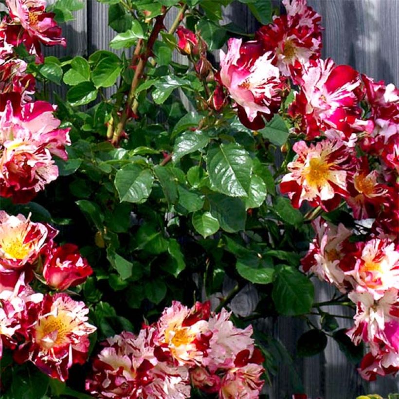 Rosier grimpant Hanabi (Foliage)