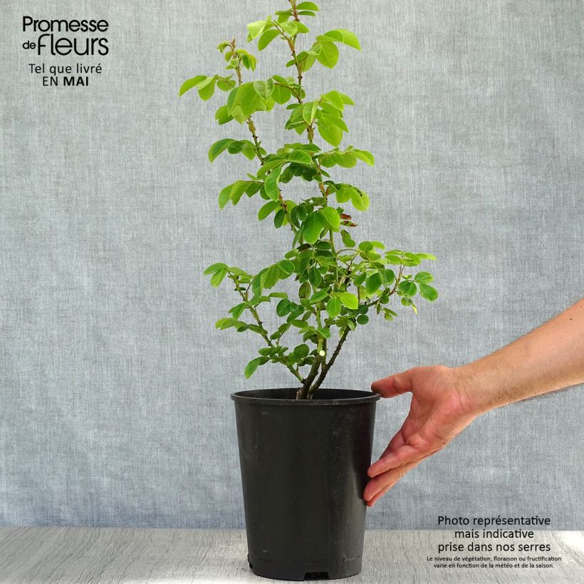 Example of Rosier grimpant Jasmina Pot de 4L/5L as you get in printemps