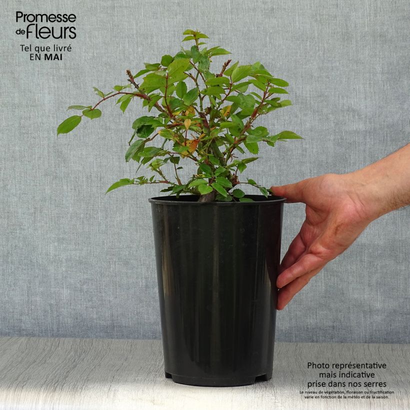 Example of Rosier grimpant Laguna Pot de 4L/5L as you get in printemps
