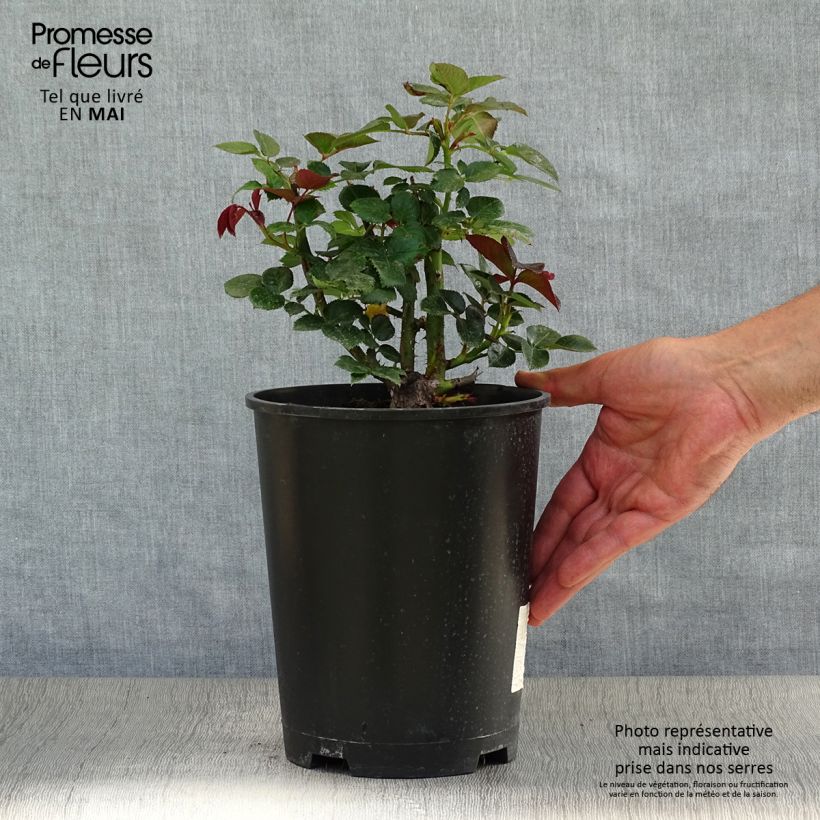 Example of Rosier grimpant Le Grand Huit Pot de 4L/5L as you get in printemps