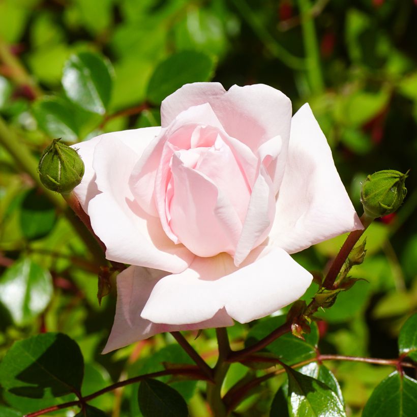 Rosier grimpant New Dawn (Flowering)