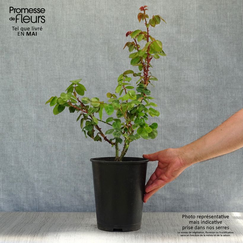Example of Rosier grimpant Ozeana Pot de 4L/5L as you get in printemps