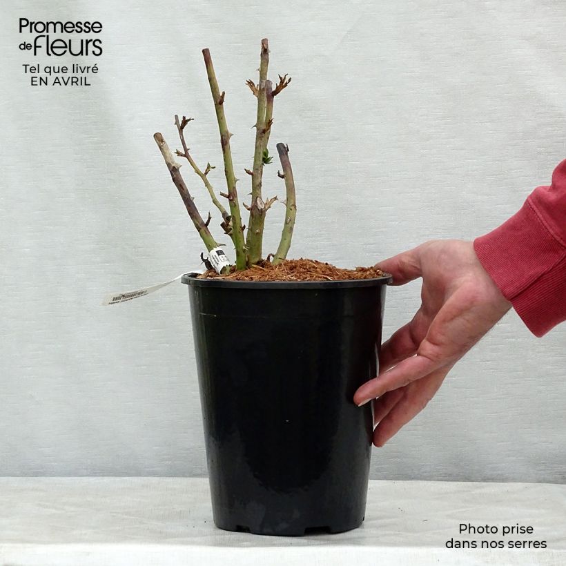 Example of Rosier grimpant Papi Delbard Pot de 3L/4L as you get in printemps