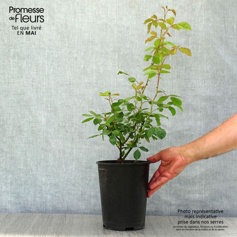 Example of Rosier grimpant Paul's Scarlet Climber Pot de 4L/5L as you get in printemps