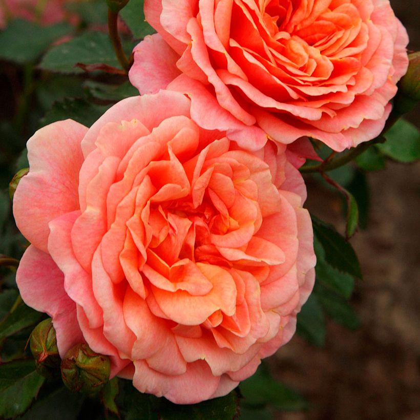 Rosier grimpant Peach Melba (Flowering)