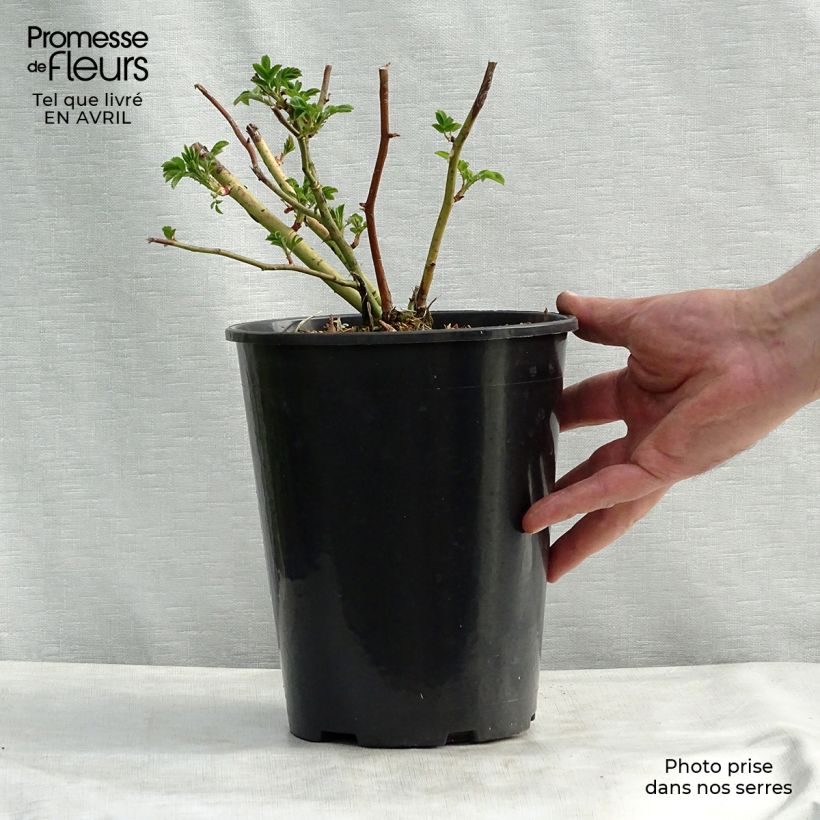 Example of Rosier grimpant Perennial Blue Pot de 4L/5L as you get in printemps